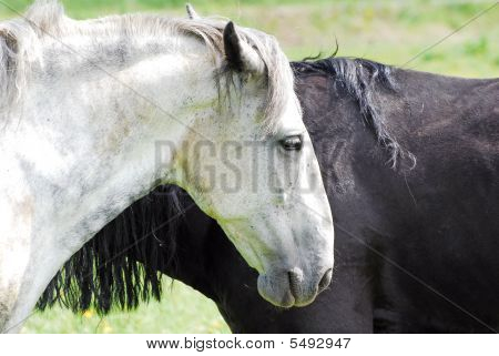Preto e branco cavalo no Prado