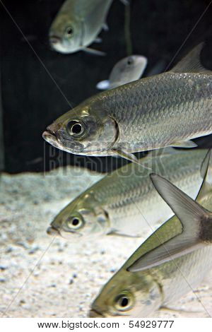 Atlantic Tarpon Fish In Aquarium.
