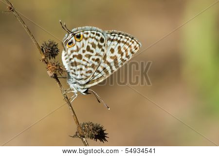 Common Zebra Blue Butterfly On Stem