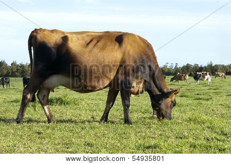 Grazing Jersey Cow