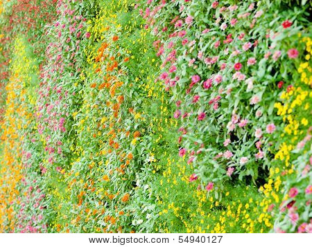 Vertical Garden