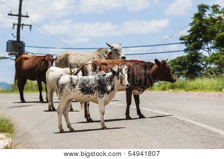 Cattle Road Dangerous