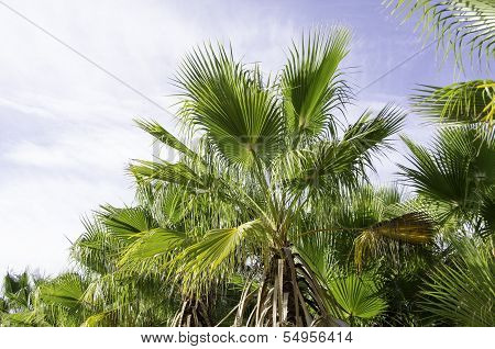 European Fan Palm, Chamaerops Humilis