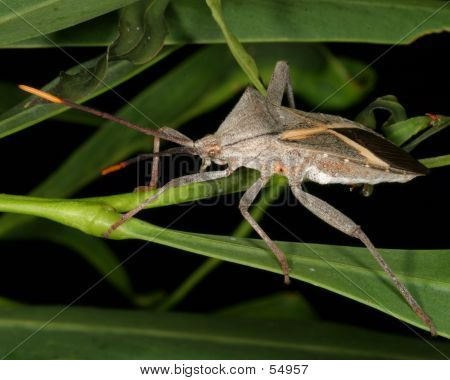 Bug scudo crociato