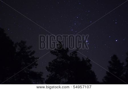 Orion over Ukrainian forest. Near Kiev