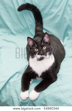 Black And White Cat Lying On Green Background, With His Tail