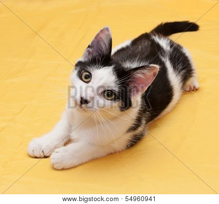 White Cat With Black Spots Teenager Lying On Golden Background