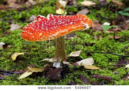 Fly Amanita