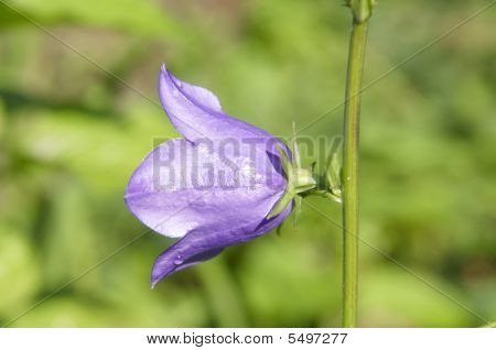 Blubell virág harangvirág