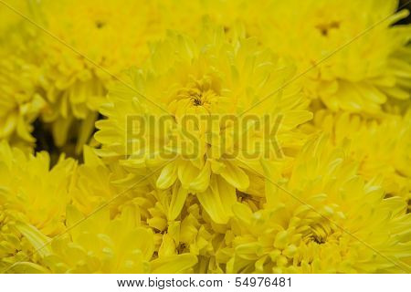 Beautiful Flowers Of Yellow Chrysanthemums