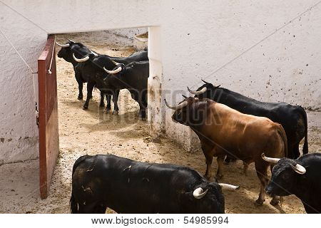 Spanish brave fight bull in the stable