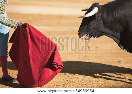 Bullfighter with the Cape in the Bullfight