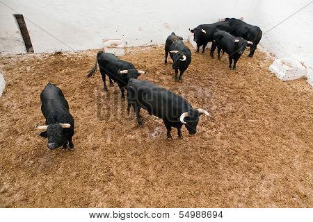Spanish brave fight bulls in the stable