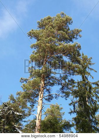 Scots pine tree