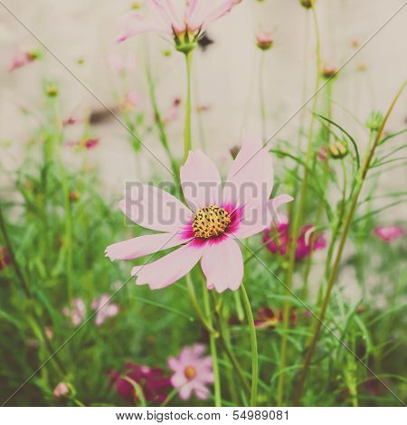 Beautiful Cosmos Flowers