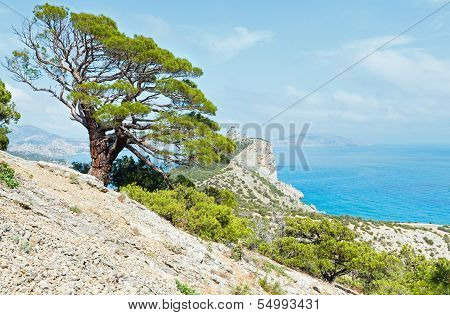 Coastline Of Novyj Svit Summer View (crimea, Ukraine)