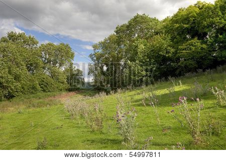 Oaks and Thistles