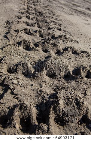 Caterpillar Tracks Traces On The Ground