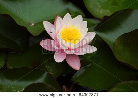 Water Lily's Bud In The Pond Among Freen Leaves