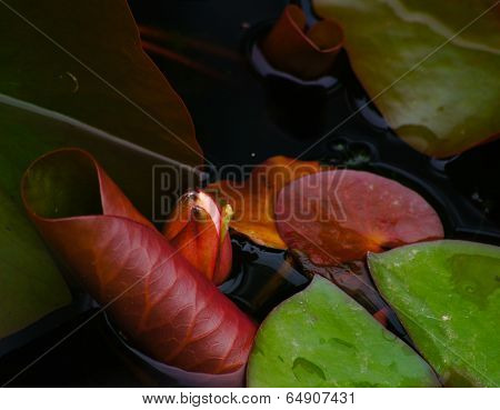 Water Lily's Bud In The Pond Among Freen Leaves