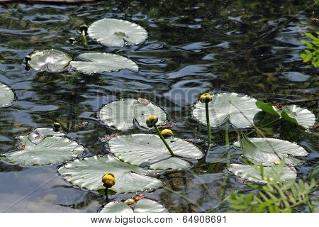 Lily Pads on a Pond