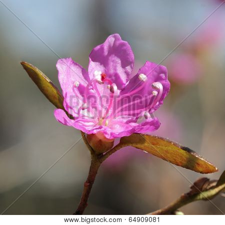 Flower Rododendron Dahuricum