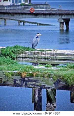 Pelican on the Dock