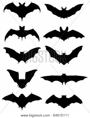 bats