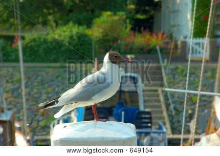 Gabbi sul molo, Black Headed Gull.