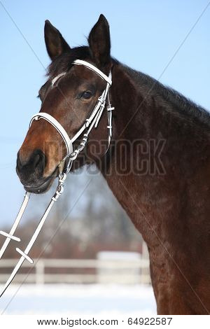 Beautiful Brown Warmblood With White Bridle In Winter