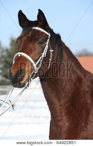 Beautiful Brown Warmblood With White Bridle In Winter
