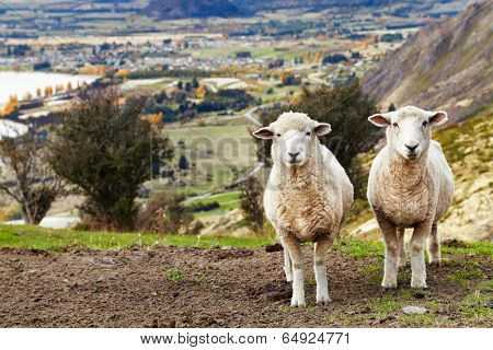 Grazing sheep, mount Roys, Wanaka, New Zealand