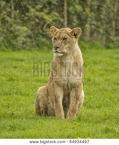 Female Lion