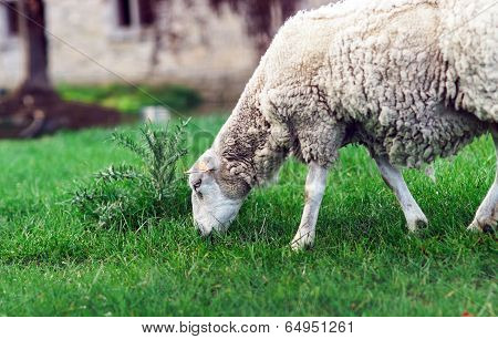 Farm Animals. Depasturing Sheeps.