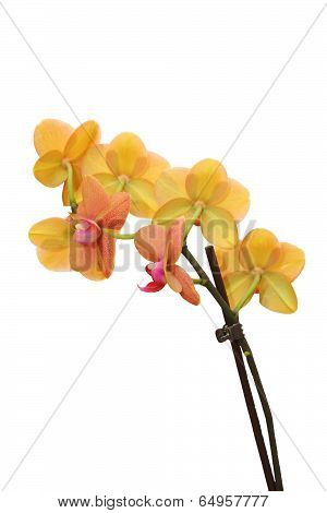 Yellow And Pink Orchid