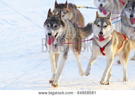 Race of draft dogs