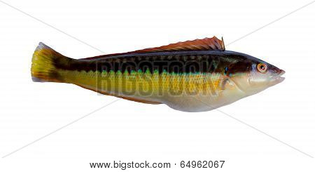 Rainbow Wrasse (coris Julis)