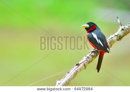 Black And Red Bird
