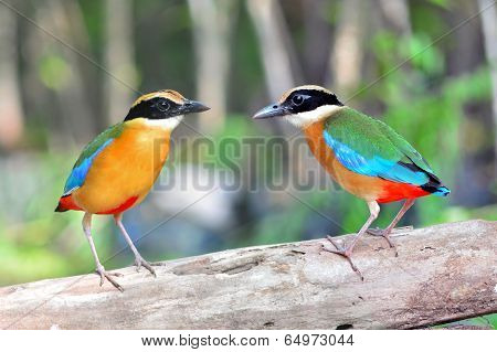 Blue Winged Pitta Bird