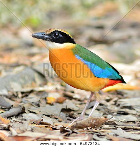 Blue Winged Pitta Bird