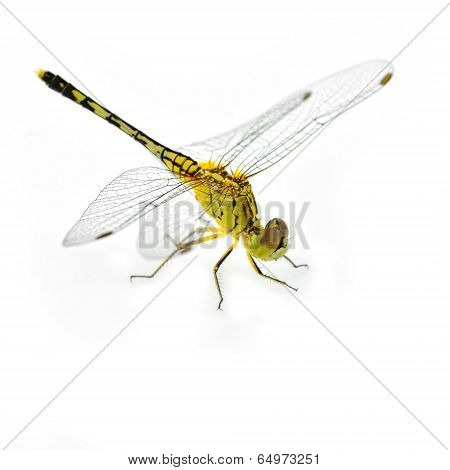 Yellow Dragonfly