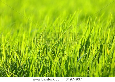Fresh Green Grass
