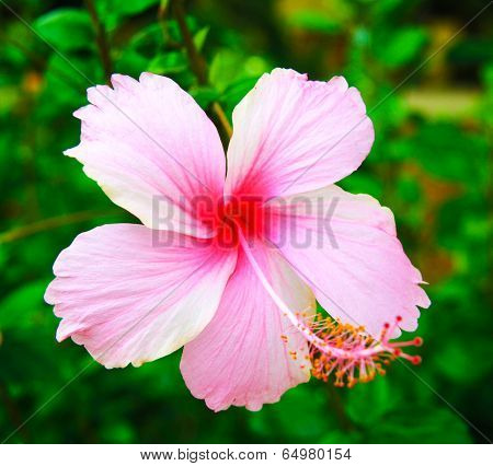 Close Up Pink  Hibiscus Flowers Call Chaba Flower In Thailand