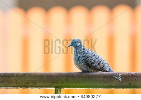 Zebra Dove