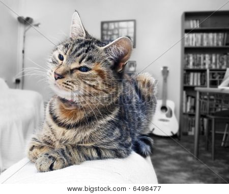 Gato malhado