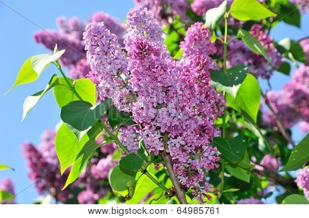 Blooming lilacs. Lilac.