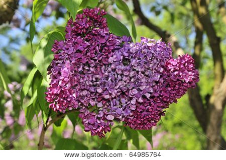 Lilac blooming in May. Lilac.