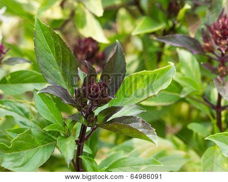 Basil And Blossom