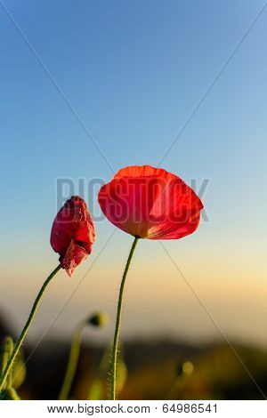 Red poppy