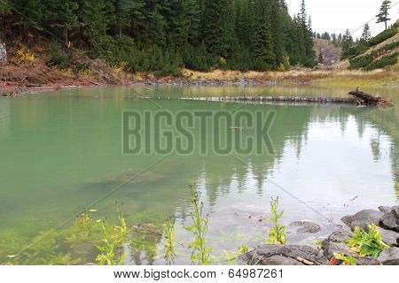 Fallen wood in the pond in Rugova lake, Kosovo